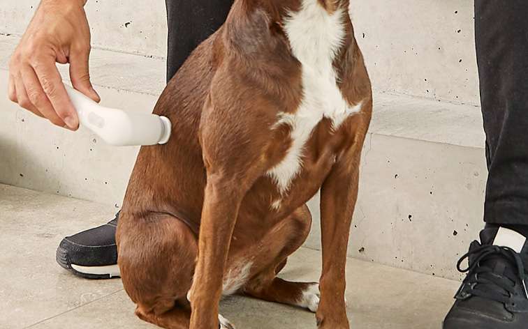 media/image/Bilder_Behandlungen_Grundlagen_Hund_R-cken_DLLS.jpg