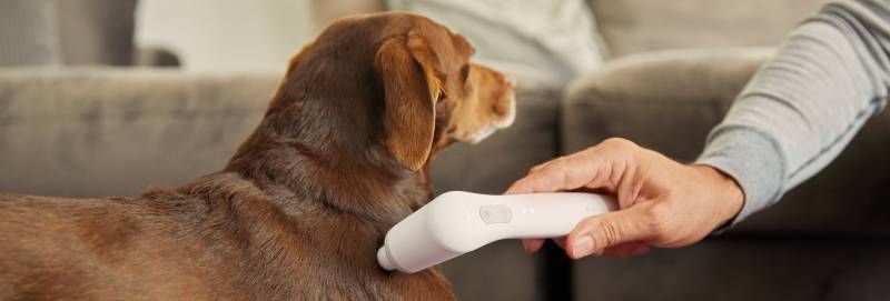 media/image/Banner_VET-Landingpage_Start_Hund_1920x650px.jpg