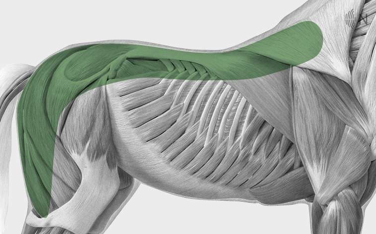 media/image/Bilder_Behandlungen_Anatomie_Pferd_R-cken_Myofaszial.jpg