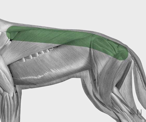 media/image/Bilder_Behandlungen_Anatomie_Hund_R-cken_Spondylose.jpg
