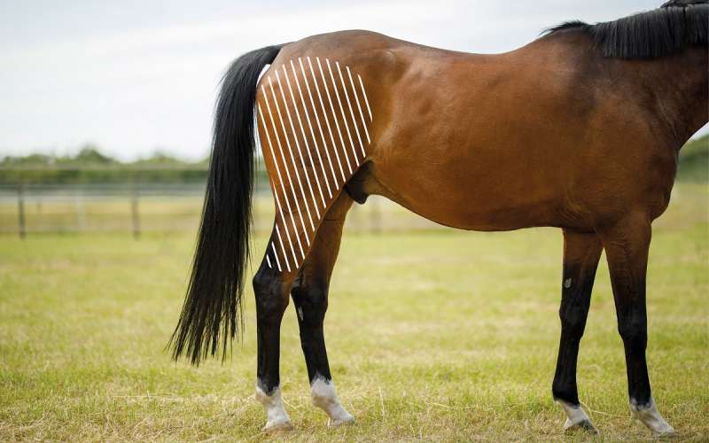 Knie beim Pferd mit dem NOVAFON behandeln