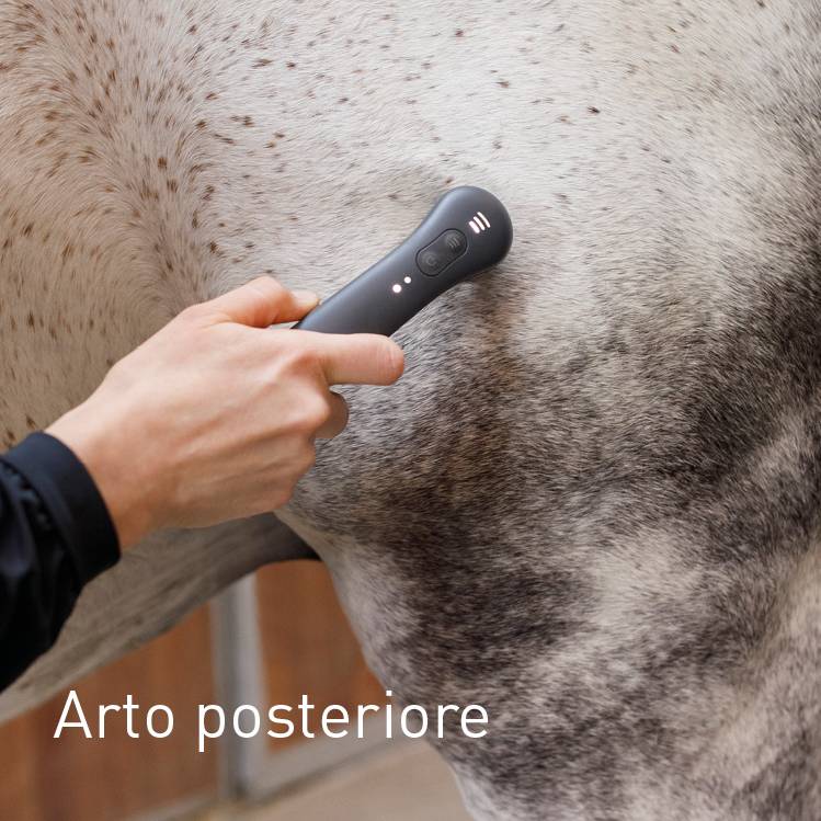 Hinterhand beim Pferd behandeln mit NOVAFON