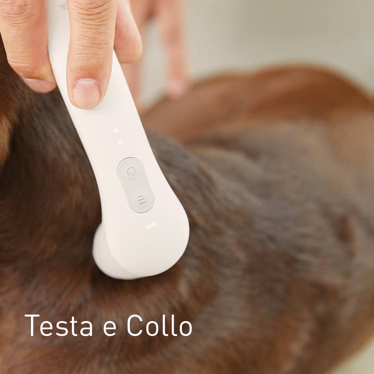 Kopf bei Hunden behandeln mit dem NOVAFON