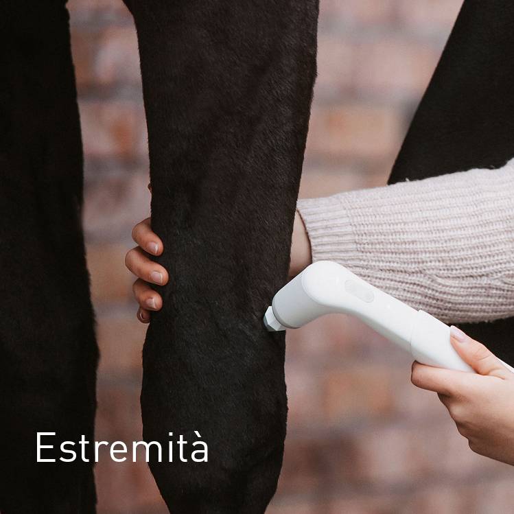 Extremitäten beim Pferd behandeln mit NOVAFON