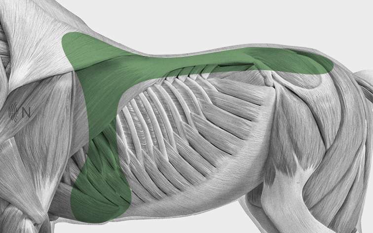 media/image/Bilder_Behandlungen_Anatomie_Pferd_R-cken_Sattellage.jpg