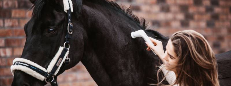 media/image/Banner_VET-Landingpage_Start_Pferd.jpg