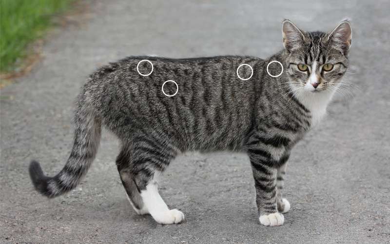 Spondylose bei Katzen mit dem NOVAFON behandeln
