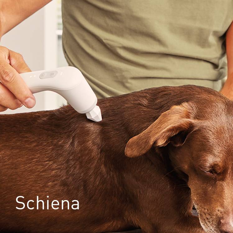 Wirbelsäule bei Hunden behandeln mit NOVAFON