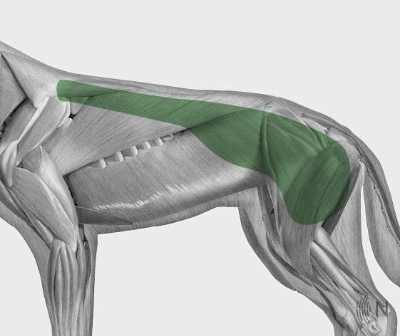 media/image/Bilder_Behandlungen_Anatomie_Hund_R-cken_DLLS.jpg