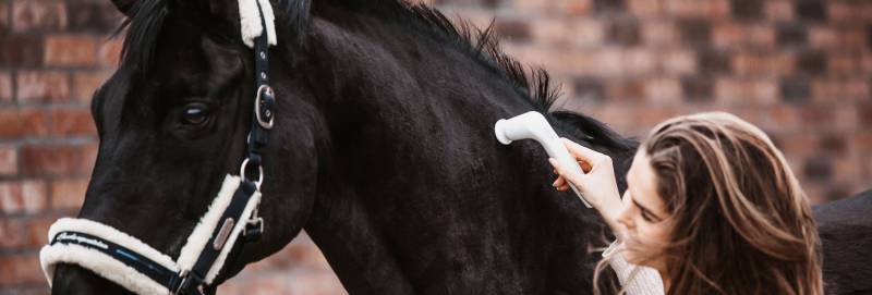 media/image/Banner_VET-Landingpage_Start_Pferd_1920x650px.jpg