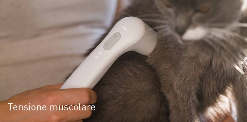 Muskelverspannung bei Katzen behandeln mit NOVAFON