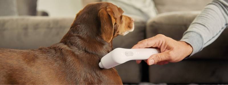media/image/Banner_VET-Landingpage_Start_Hund.jpg