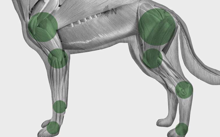 media/image/Bilder_Behandlungen_Anatomie_Hund_Extremit-ten_Arthrose_2.jpg